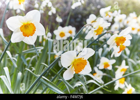 Weiße Narzissen (Narcissus) mit orange Coronas im Frühling. Stockfoto