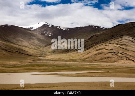 Indien, Jammu & Kashmir, Ladakh, Höhenlage, Weide in der Nähe von Taglang La Pass Changpa Stamm nomadischer Stämme camp Stockfoto