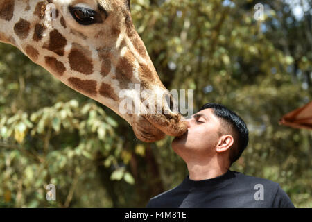 Nairobi, Kenia. 20. Oktober 2015. Eine Giraffe versucht zu essen bekommen von ein Besucher auf die Giraffe Centre in Nairobi, Kenia, am 20. Oktober 2015. Giraffe Centre, gegründet 1979, ist Teil einer Bewegung, die versucht, Giraffen, mit einige Giraffen Arten derzeit in Gefahr zu retten. Menschen können hier Kontakt mit Giraffen haben. © Sun Ruibo/Xinhua/Alamy Live-Nachrichten Stockfoto