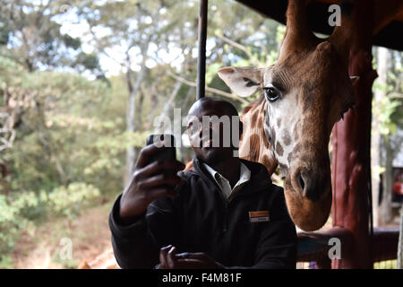 Nairobi, Kenia. 20. Oktober 2015. Ein Züchter findet am 20. Oktober 2015 um Giraffe Centre in Nairobi, Kenia, ein Selbstporträt mit einer Giraffe. Giraffe Centre, gegründet 1979, ist Teil einer Bewegung, die versucht, Giraffen, mit einige Giraffen Arten derzeit in Gefahr zu retten. Menschen können hier Kontakt mit Giraffen haben. © Sun Ruibo/Xinhua/Alamy Live-Nachrichten Stockfoto