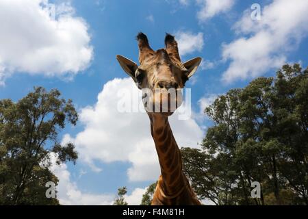 Nairobi. 20. Oktober 2015. Foto aufgenommen am 20. Oktober 2015 zeigt eine Giraffe auf die Giraffe Centre in Nairobi, Kenia. Giraffe Centre, gegründet 1979, ist Teil einer Bewegung, die versucht, Giraffen, mit einige Giraffen Arten derzeit in Gefahr zu retten. Menschen können hier Kontakt mit Giraffen haben. © Pan Siwei/Xinhua/Alamy Live-Nachrichten Stockfoto