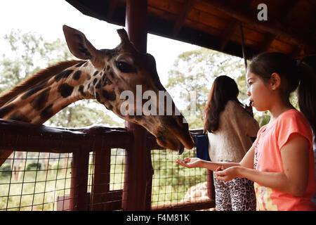 Nairobi, Kenia. 20. Oktober 2015. Eine Mädchen füttert eine Giraffe im Giraffe Centre in Nairobi, Kenia, am 20. Oktober 2015. Giraffe Centre, gegründet 1979, ist Teil einer Bewegung, die versucht, Giraffen, mit einige Giraffen Arten derzeit in Gefahr zu retten. Menschen können hier Kontakt mit Giraffen haben. © Sun Ruibo/Xinhua/Alamy Live-Nachrichten Stockfoto