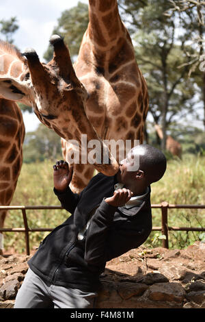 Nairobi, Kenia. 20. Oktober 2015. Eine Giraffe versucht zu essen bekommen von einem Züchter bei Giraffe Centre in Nairobi, Kenia, am 20. Oktober 2015. Giraffe Centre, gegründet 1979, ist Teil einer Bewegung, die versucht, Giraffen, mit einige Giraffen Arten derzeit in Gefahr zu retten. Menschen können hier Kontakt mit Giraffen haben. © Sun Ruibo/Xinhua/Alamy Live-Nachrichten Stockfoto