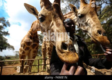 Nairobi, Kenia. 20. Oktober 2015. Eine Giraffe tollt mit einem Züchter an der Giraffe Centre in Nairobi, Kenia, am 20. Oktober 2015. Giraffe Centre, gegründet 1979, ist Teil einer Bewegung, die versucht, Giraffen, mit einige Giraffen Arten derzeit in Gefahr zu retten. Menschen können hier Kontakt mit Giraffen haben. © Pan Siwei/Xinhua/Alamy Live-Nachrichten Stockfoto