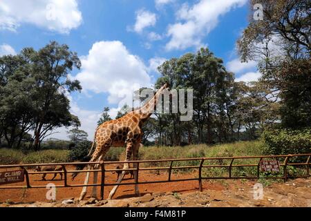 Nairobi, Kenia. 20. Oktober 2015. Eine Giraffe Spaziergänge an der Giraffe Centre in Nairobi, Kenia, am 20. Oktober 2015. Giraffe Centre, gegründet 1979, ist Teil einer Bewegung, die versucht, Giraffen, mit einige Giraffen Arten derzeit in Gefahr zu retten. Menschen können hier Kontakt mit Giraffen haben. © Pan Siwei/Xinhua/Alamy Live-Nachrichten Stockfoto