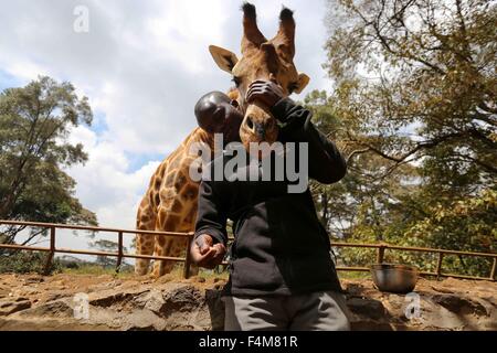 Nairobi, Kenia. 20. Oktober 2015. Eine Giraffe tollt mit einem Züchter an der Giraffe Centre in Nairobi, Kenia, am 20. Oktober 2015. Giraffe Centre, gegründet 1979, ist Teil einer Bewegung, die versucht, Giraffen, mit einige Giraffen Arten derzeit in Gefahr zu retten. Menschen können hier Kontakt mit Giraffen haben. © Pan Siwei/Xinhua/Alamy Live-Nachrichten Stockfoto