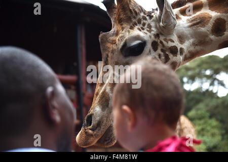 Nairobi, Kenia. 20. Oktober 2015. Ein Mann und sein Kind sehen eine Giraffe im Giraffe Centre in Nairobi, Kenia, am 20. Oktober 2015. Giraffe Centre, gegründet 1979, ist Teil einer Bewegung, die versucht, Giraffen, mit einige Giraffen Arten derzeit in Gefahr zu retten. Menschen können hier Kontakt mit Giraffen haben. © Sun Ruibo/Xinhua/Alamy Live-Nachrichten Stockfoto