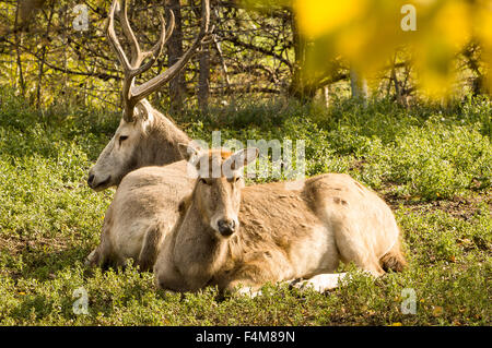 Pere David Deer, männlich und weiblich, ruhen auf dem Boden die Herbstsonne genießen. Stockfoto