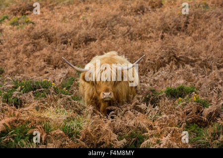 Highland Longhorn-Rinder auf Dartmoor. Stockfoto