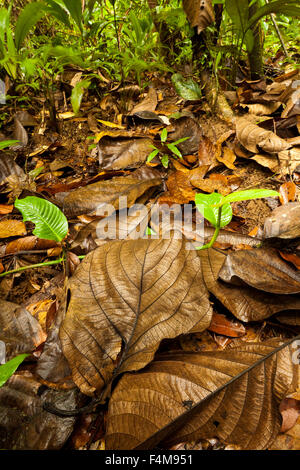 Regenwaldboden im Burbayar Naturschutzgebiet, Republik Panama. Stockfoto