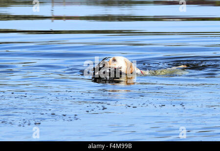 der junge gelbe Labrador Retriever abrufen eine Ente im Teich Stockfoto