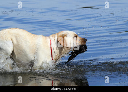 junge gelbe Labrador Retriever abrufen eine Ente im Teich Stockfoto