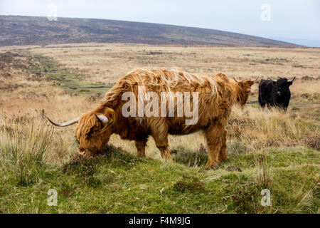 Highland Longhorn-Rinder auf Dartmoor. Stockfoto