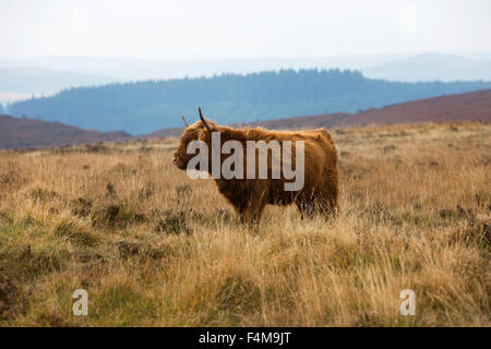 Highland Longhorn-Rinder auf Dartmoor. Stockfoto