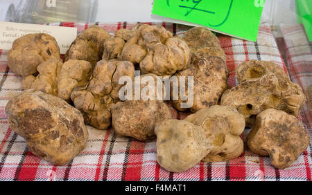 Italien, Piemont, Fiera del Tartufo di Alba: weiße Trüffel Stockfoto