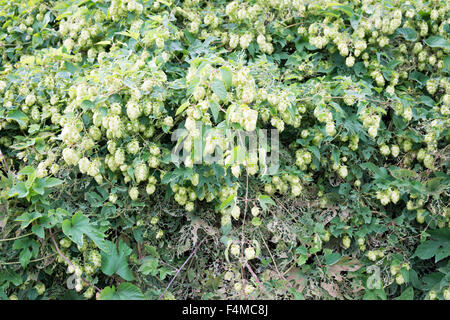 Ein Hopfenpflanze, die an einer Wand in Blüte Stockfoto