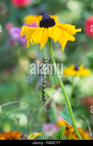 Aeshna Cyanea. Weiblichen südlichen Hawker Libelle auf eine Rudbeckia-Blume in einem englischen Garten Stockfoto