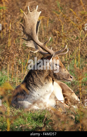 Bushy Park, SW London. 20. Oktober 2015. Einen prächtigen Hirsch Hirsch ruht in der Bracken genießt die Wärme von der Sonne am Nachmittag an einem schönen Tag am Bushy Park im Süden von London. Bildnachweis: Julia Gavin UK/Alamy Live-Nachrichten Stockfoto