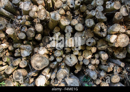 Protokoll-Stapel in Sussex Wald Stockfoto