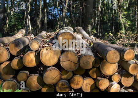 Protokoll-Stapel in Sussex Wald Stockfoto