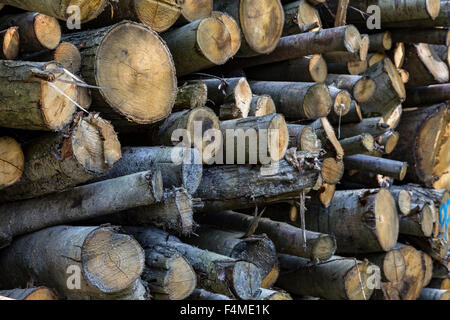 Protokoll-Stapel in Sussex Wald Stockfoto