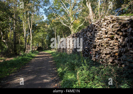 Protokoll-Stapel in Sussex Wald Stockfoto