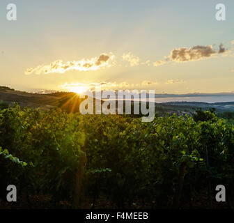 Sonnenaufgang über dem Weinberg. Juli 2015. Burgund, Frankreich. Stockfoto