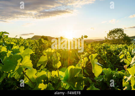 Sonnenaufgang über dem Schloss Weinberg. Juli 2015. Burgund, Frankreich. Stockfoto