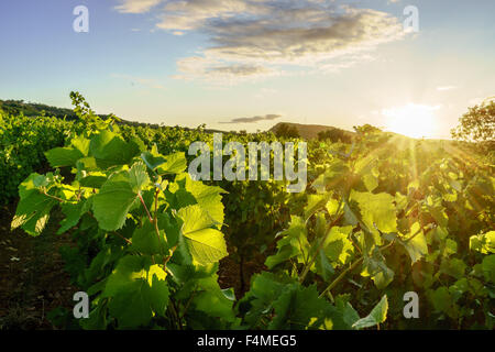 Sonnenaufgang über dem Weinberg. Juli 2015. Burgund, Frankreich. Stockfoto