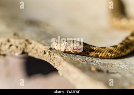 Vipera Ammodytes Ammodytes - westliche Nase-gehörnte Viper, portrait Stockfoto