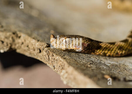 Vipera Ammodytes Ammodytes - westliche Nase-gehörnte Viper, portrait Stockfoto