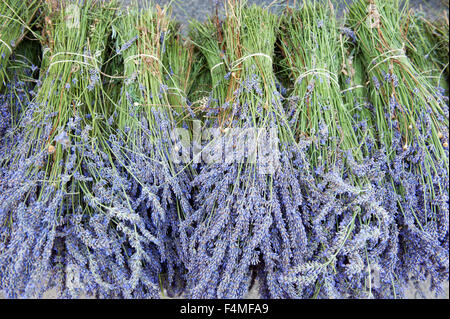 Trockenen Lavende am Marktstand in Provence Frankreich Europa Stockfoto