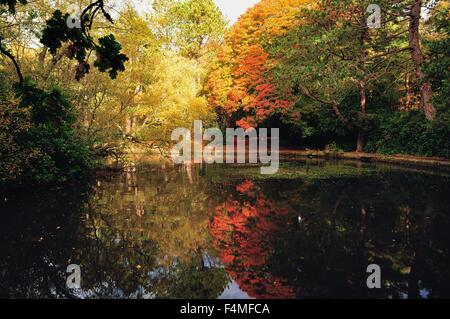 Glasgow, Schottland. 20. Oktober 2015. Der Teich im Pollok Park, Glasgow, leuchtet in der schönen Herbstsonne. Bildnachweis: Tony Clerkson/Alamy Live-Nachrichten Stockfoto