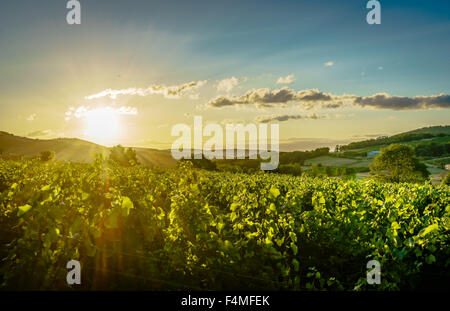 Perfekte Sonnenaufgang über Weinberge. Juli 2015. Burgund, Frankreich. Stockfoto