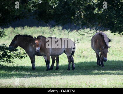 Herde von Przewalski Mongolische Pferde (Equus Ferus Przewalskii) Stockfoto