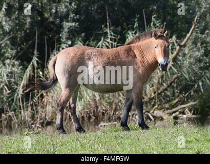 Herde von Przewalski Mongolische Pferde (Equus Ferus Przewalskii) Stockfoto