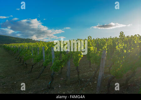 Der Sonnenaufgang über dem Burgunder Weinberge. Juli 2015. Burgund, Frankreich. Stockfoto