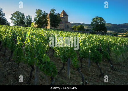 Den Sonnenaufgang über die Weinberge des Château de Pierreclos. Juli 2015. Burgund, Frankreich. Stockfoto