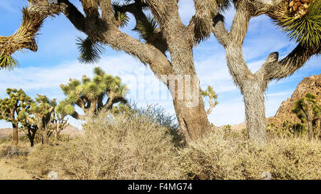 Joshua Tree in Joshua Tree Nationalpark Stockfoto