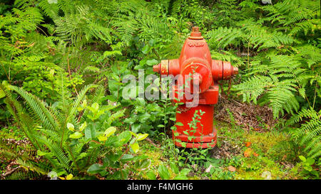 Leuchtend roten Hydranten umgeben von üppigen grünen Farnen im pazifischen Nordwesten Stockfoto