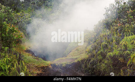 Dampf steigt aus einer Öffnung in einer üppigen Regenwald Gegend von Hawaiʻi-Volcanoes-Nationalpark Stockfoto