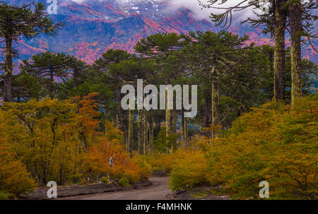 Araukarien, Nationalpark Conguillio, Chile. Region de la Araucania. Herbst in Chile Stockfoto