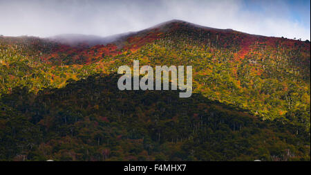 Araucarias, Region de la araucania, chile. Herbst in Araucaria, chile. Stockfoto