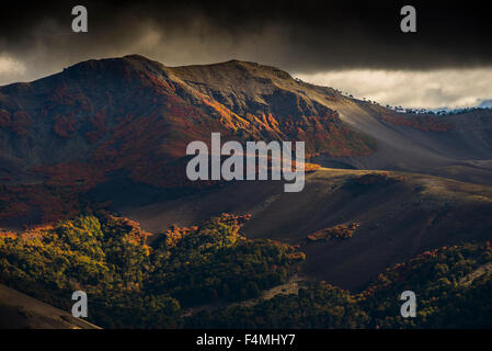 Arboles llamados Araucarias, Region de la araucania, chile. Herbst in chile Stockfoto