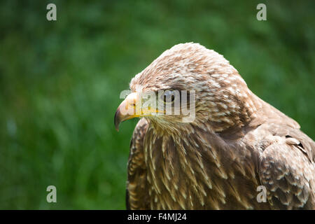 Schwarzmilan (Milvus Migrans), großaufnahme, grüner Hintergrund Stockfoto