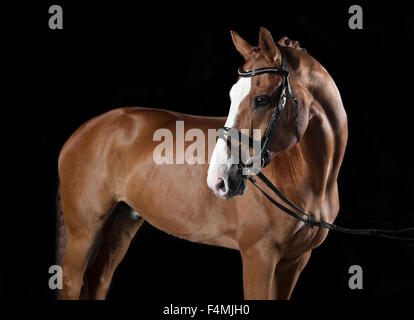 Deutsch Reiten Pferd mit Trense im Studio vor schwarzem Hintergrund Stockfoto