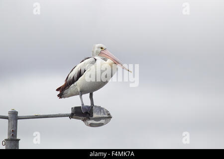 Australischer Pelikan (Pelecanus Conspicillatus) sitzt auf einem Laternenpfahl am Ufer des Sees King in Lakes Entrance, Victoria, Aust Stockfoto