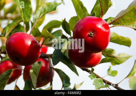 Roten Entdeckung Äpfel Baum Früchte wachsen wächst glänzend Stockfoto