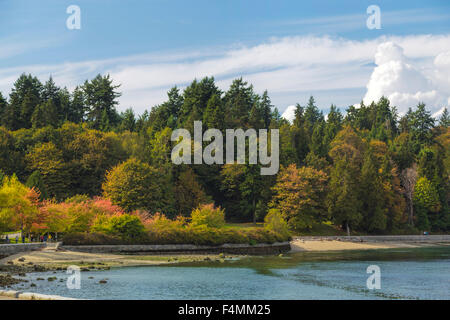 Anfang Herbst Laub im Stanley Park auf Burrard Inlet, Vancouver, Britisch-Kolumbien, Kanada, Nordamerika. Stockfoto