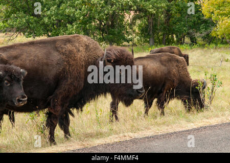 Bison, Custer State Park, South Dakota, USA Stockfoto